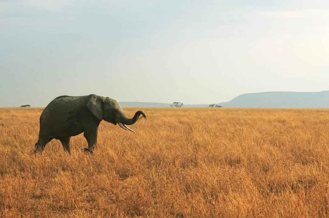 Elephant roaming across the Serengeti - Tanzania