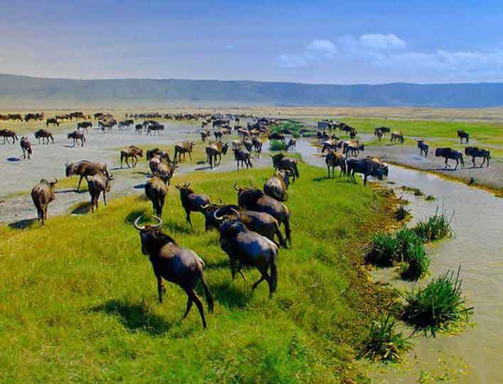 Ngorongoro Conservation Area