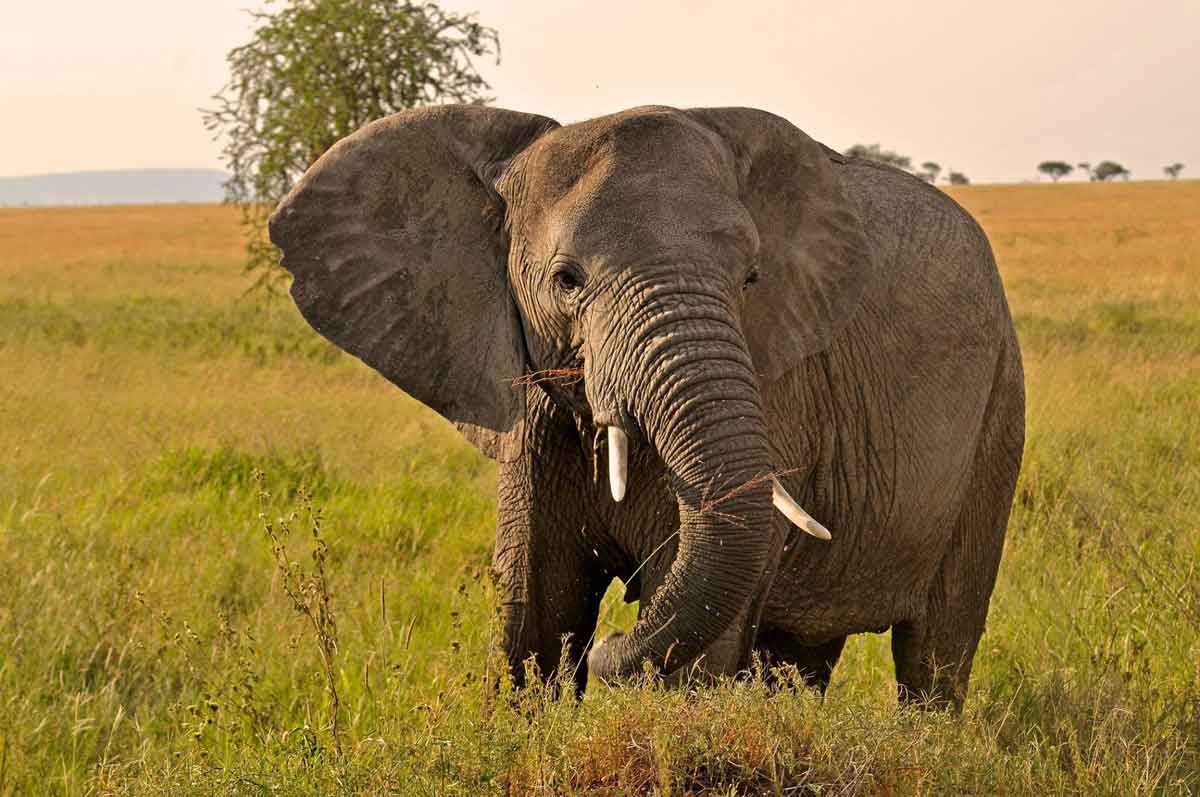 Elephant in Manyara