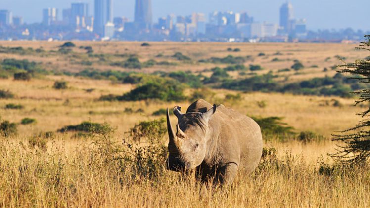 Kenya safari