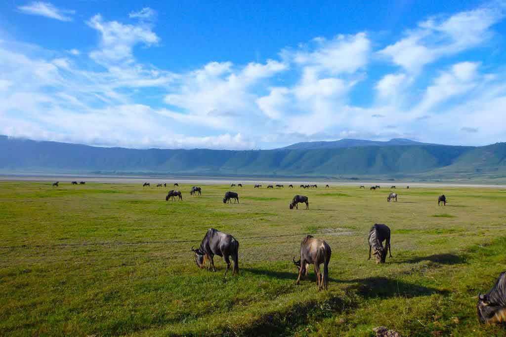 Wildlife At Ngorongoro Crater, Tanzania