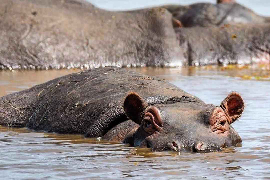 Hippo In Lake Manyara