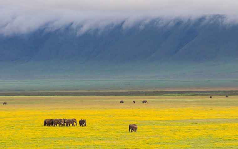 Wildlife Ngorongoro